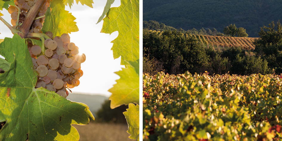 Le Domaine Alloïs, au cœur des vignes du Luberon