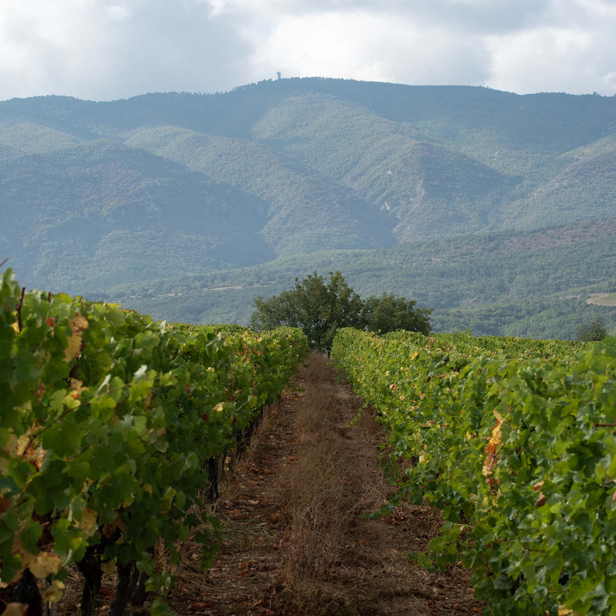 Les vignes étagées du Domaine Alloïs, à Caseneuve